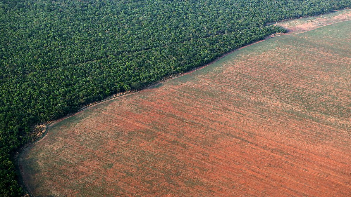 The Amazon rain forest bordered by deforested land.