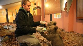 The duo will be bottle fed until they've learned to forage in the forest