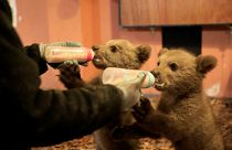 Von Hand aufgepäppelt: Bärenbrüder Bradley und Cooper