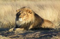 شاهد: كلب شجاع يتحدى أسدا ضايقه