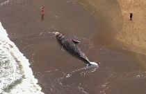 9ème baleine grise trouvée morte en 2 mois dans la baie de San Francisco