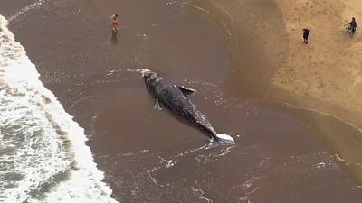Baleia-cinzenta morta em praia de São Francisco