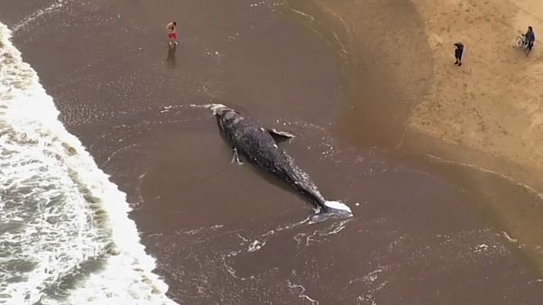 Baleia-cinzenta morta em praia de São Francisco Baleia-cinzenta morta em praia de São Francisco
