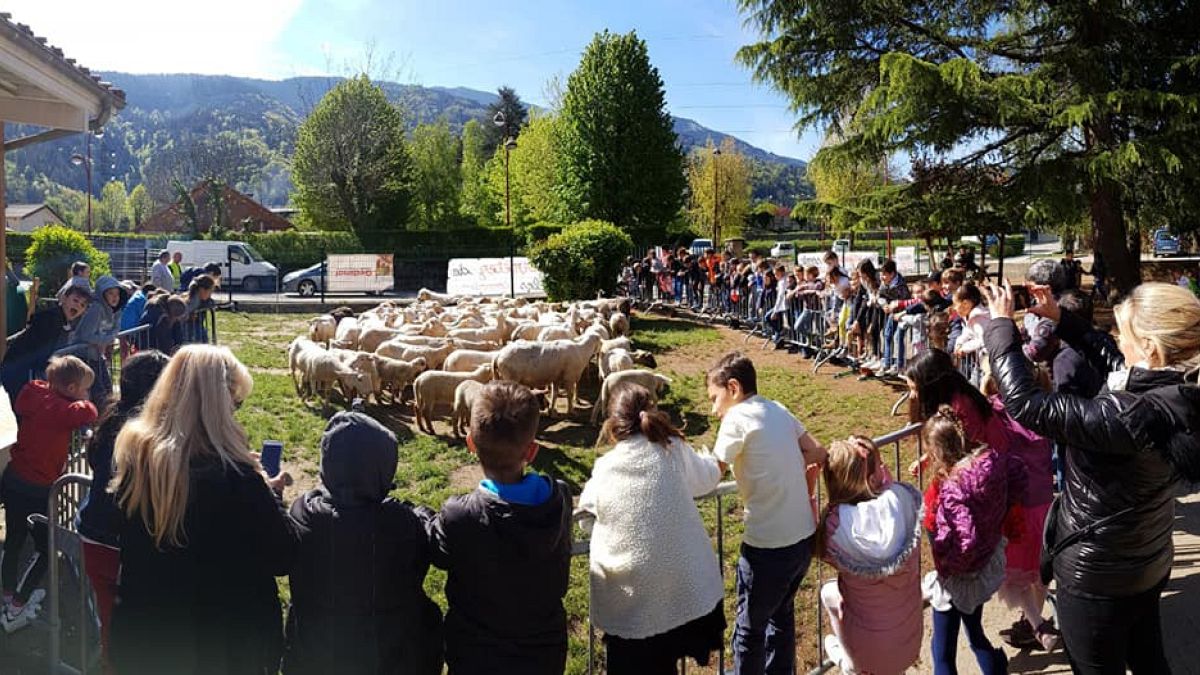 Education cuts spark strange ramifications as sheep are symbolically enrolled in French school