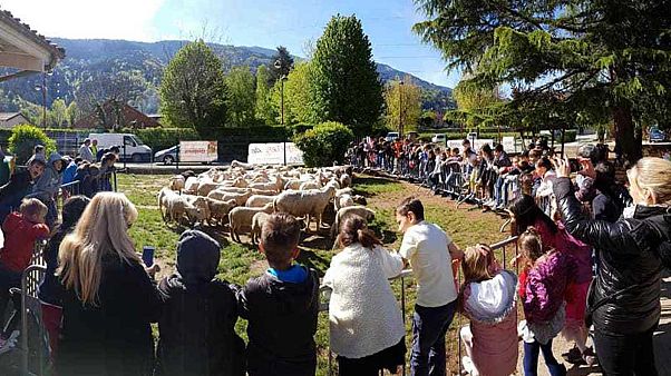 Direction l'école pour les moutons ! Direction l'école pour les moutons !