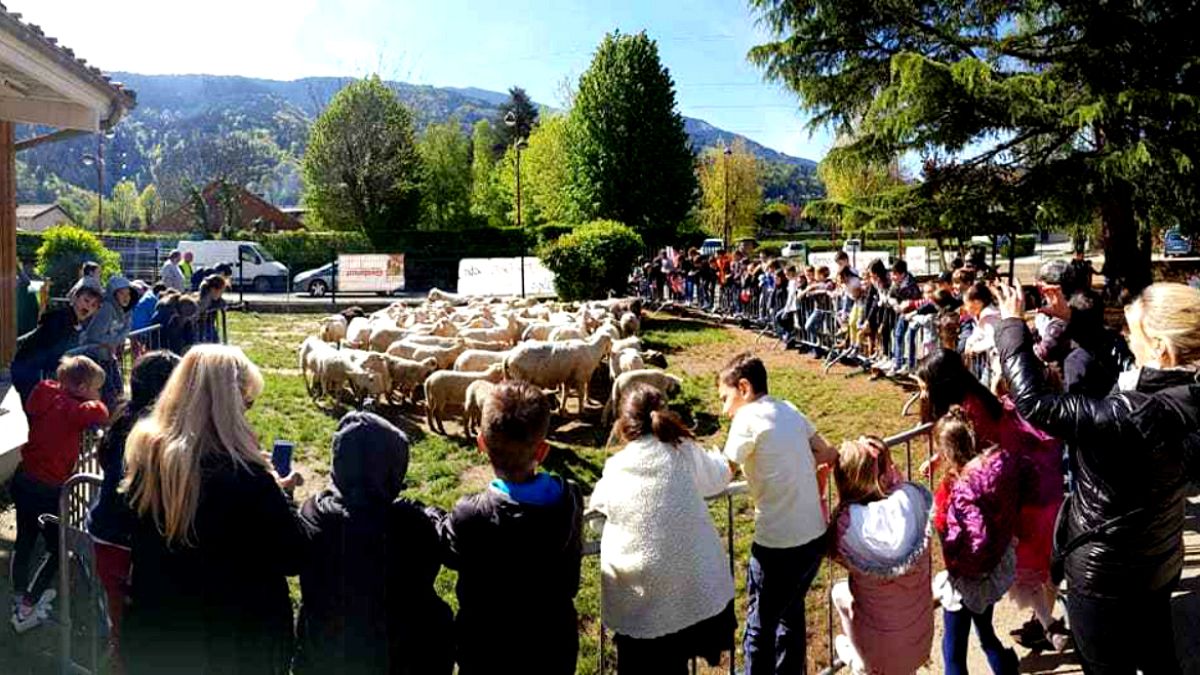 Fransa'da bir sınıfın kapanmasını önlemek için 15 koyun okula kaydedildi
