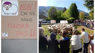 Ένα σχολείο έχει 15 νέους μαθητές...πρόβατα!