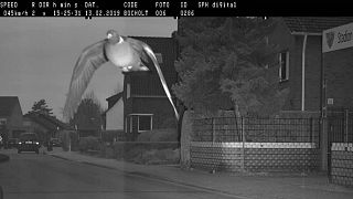 German authorities mull over fine for hasty pigeon snapped on speed camera
