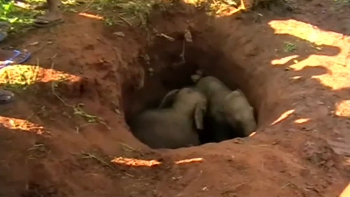 الفيلان الصغيران علقا في حفرة بعيدة عن أمهاتهما
