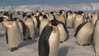 Degelo na Antártida altera biodiversidade