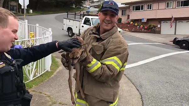 Des pompiers californiens sauvent un faon coincé dans une bouche d'égout Des pompiers californiens sauvent un faon coincé dans une bouche d'égout