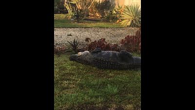 3 méteres aligátort fogtak egy floridai kertben