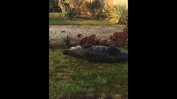 Crocodilo à espreita numa paragem de autocarro Crocodilo à espreita numa paragem de autocarro