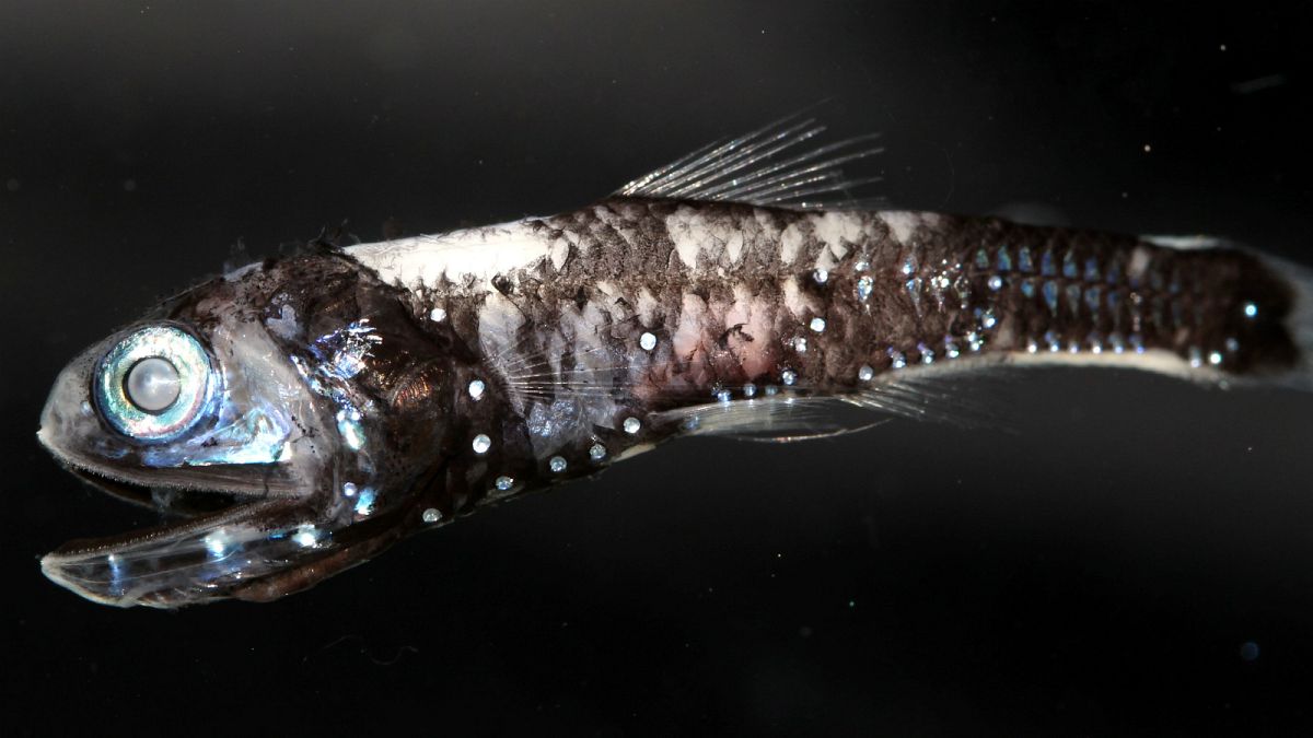 علماء يكتشفون سلالات أسماك يمكنها تمييز الألوان في الأعماق السحيقة