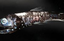 علماء يكتشفون سلالات أسماك يمكنها تمييز الألوان في الأعماق السحيقة