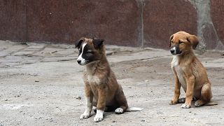 Norwegian woman dies from rabies after puppy bite in the Philippines