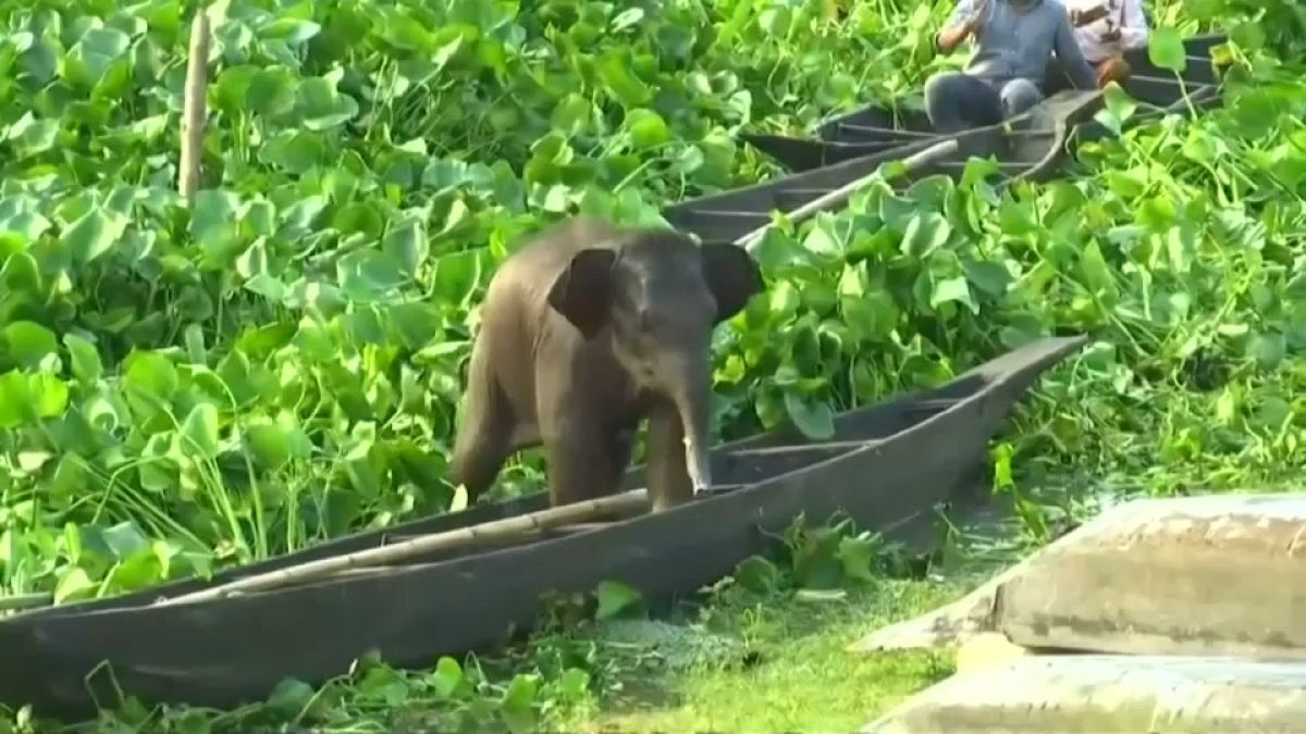 Baby elephant rescued from lake in northeastern India
