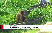 Kleiner, verlorener Elefant