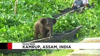 شاهد: إنقاذ صغير فيل من بحيرة ونقله على متن قارب في الهند 