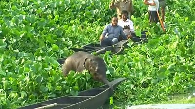 عملیات نجات بچه فیل جدا مانده از مادر در هند