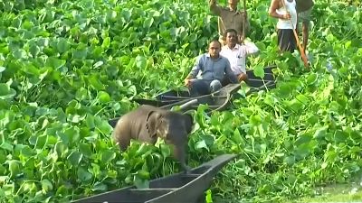 Hindistan'da bataklıkta mahsur kalan yavru fil kurtarıldı 