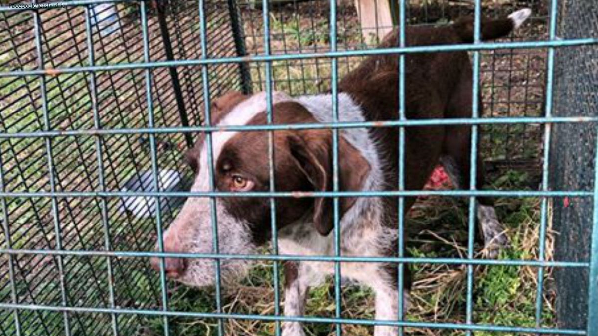 Lost pup survives a year in the wild 'eating rabbits'