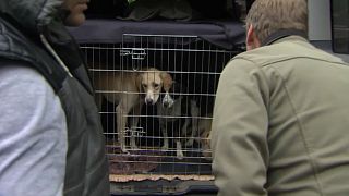 Polizei stoppt illegalen Tierhandel in Österreich