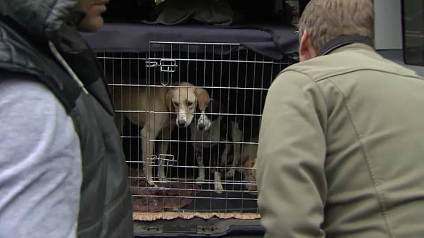 Polizei stoppt illegalen Tierhandel in Österreich Polizei stoppt illegalen Tierhandel in Österreich