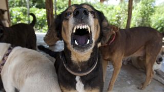 الولايات المتحدة تمنع دخول الكلاب المصرية إلى أراضيها