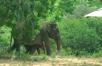 سریلانکا؛ وقتی فیل آشفته برای نجات فرزندش به دهکده پناه می‌آورد