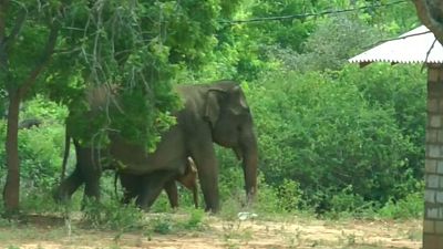 سریلانکا؛ وقتی فیل آشفته برای نجات فرزندش به دهکده پناه می‌آورد