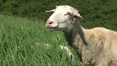 Für den Erhalt urbaner Ökosysteme: Schafe weiden auf Wiens Donauinsel