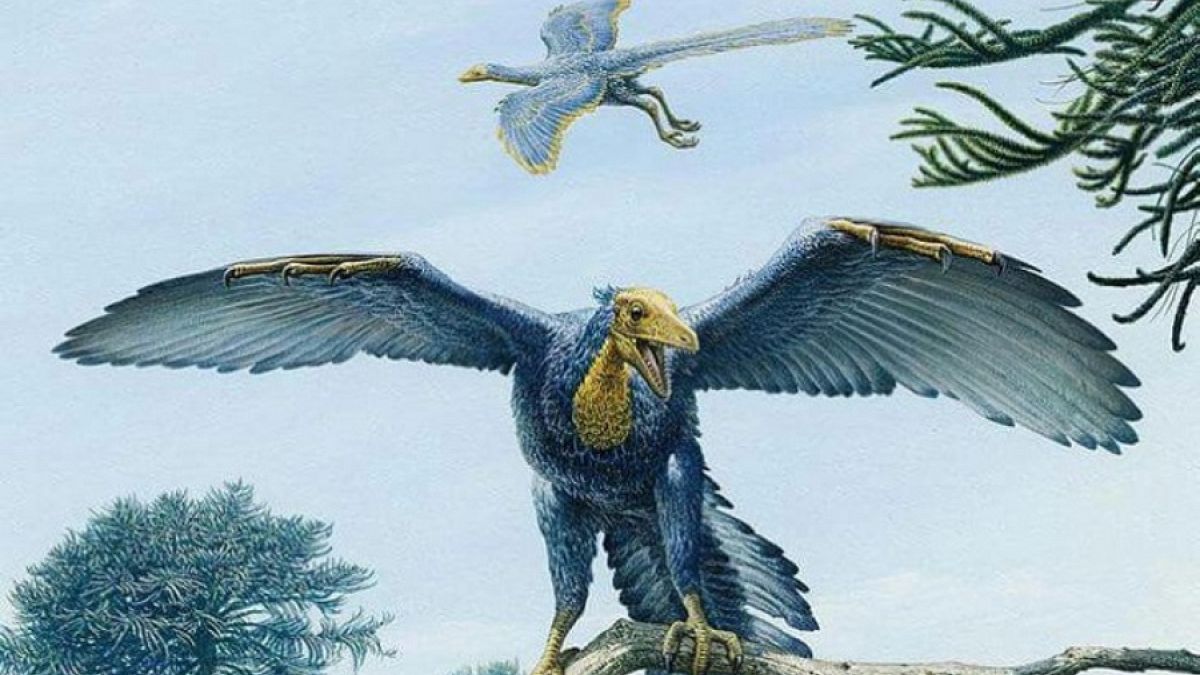 Günümüz kuşlarına en çok benzeyen dinozor fosili keşfedildi