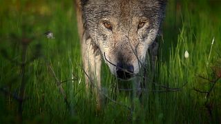 Die Bialowiezer  Heide - das älteste Naturschutzgebiet Europas