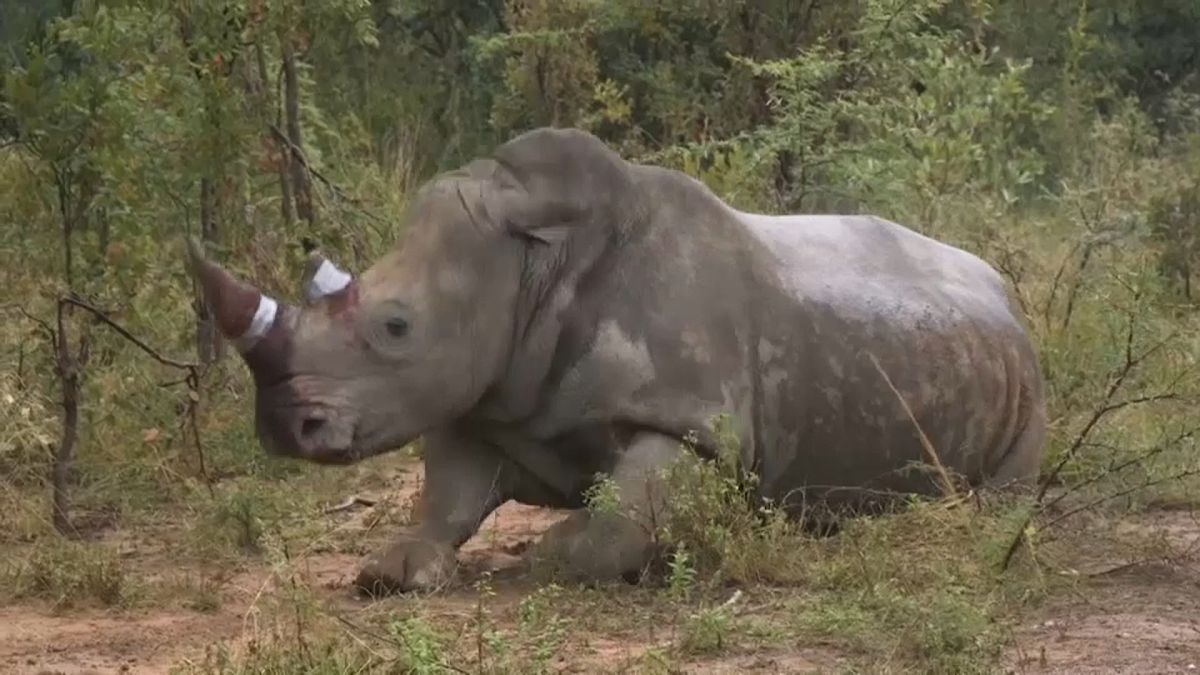 وحيد القرن بعد حقن المادة السامة في قرنه