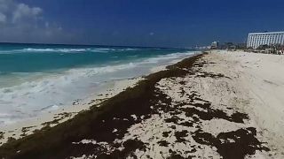 Meksika'da 'Sargassum' yosunu alarmı: Kıyıları 1 milyon ton çürümüş yumurta kokulu yosun kaplayacak