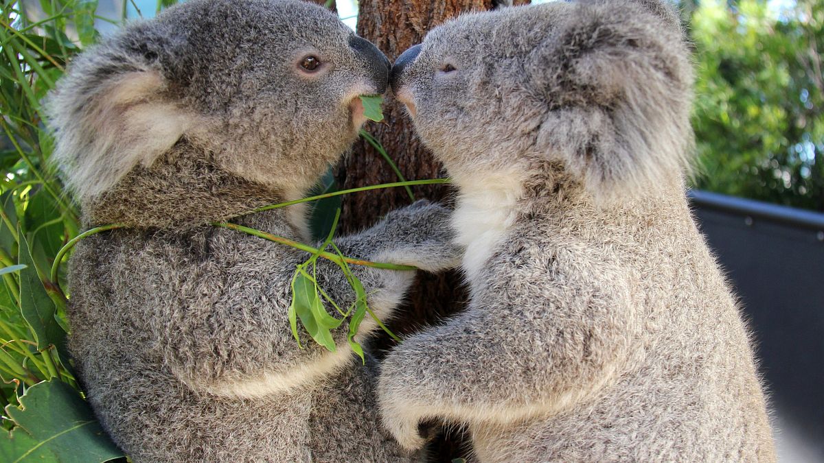 Két koalakölyök, Bai'yali és Holly a sydneyi Taronga Állatkertben.