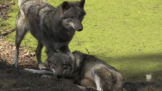 As of 2019, 59 wolf packs have been counted in Germany