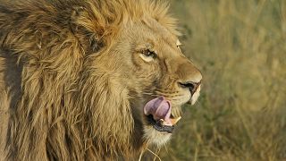 أسد غاضب يمزق فروة رأس طفلة بحديقة في جنوب أفريقيا