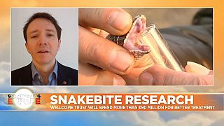 Snakebite deaths 'one of the world's biggest hidden health crises'