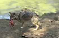 Wolf im Wildpark Schorfheide