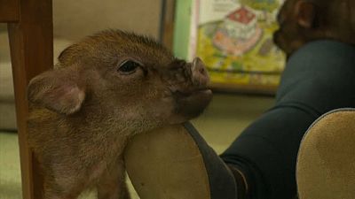 Baby pigs roam at Japan's latest animal-themed cafe