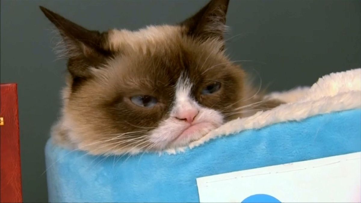 Trauer um Grumpy Cat - die Katze mit mehr als 8 Millionen Fans