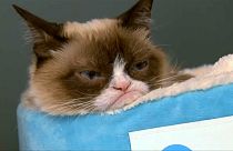 Trauer um Grumpy Cat - die Katze mit mehr als 8 Millionen Fans