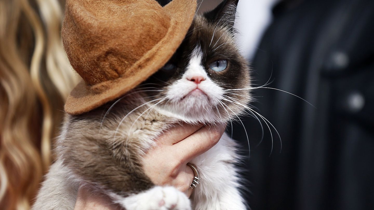 Mort De Grumpy Cat Le Chat Star D Internet Qui Faisait La Gueule Euronews