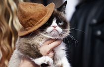 "Grumpy Cat", la star des réseaux sociaux, est morte en Arizona
