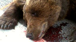 الدب فرانسكا سلوفيني قتل بحادث طرق في جبال البيرينيه جنوب فرنسا في آب 2007