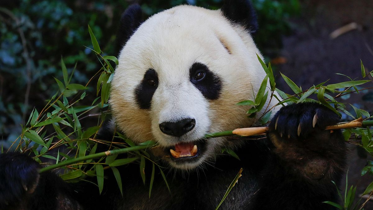 Neue App soll wilde Pandabären an Gesichtern erkennen