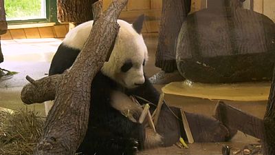 شاهد: مسؤولون نمساويون في استقبال الباندا العملاقة "يوان يوان"