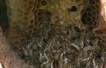Journée mondiale des abeilles : une espèce fortement menacée